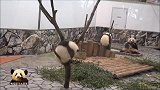 熊猫宝宝抱着小树炫技求关注，可惜妈妈和小姐妹不给面子，只顾吃