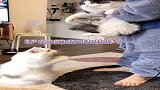 嫉妒让小猫咪叫声失真