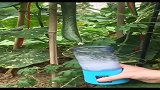 黄瓜：我在树上长得好好的，忽然就被榨成汁了