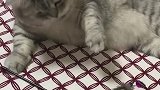 猫：这啥玩意儿，吓我一跳！