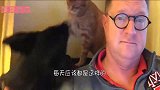 猫咪坐在路口等狗狗回家，狗子看到猫咪乐坏了，下秒忍住别笑