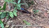 老外给公鸡喝酒，公鸡却上瘾了，完全没有醉意，镜头拍下全过程