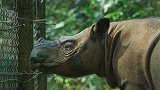 马来西亚最后一头苏门答腊犀牛病逝 全球仅剩约80头