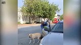 成精了！狗狗被主人留车内不耐烦 坐驾驶座狂按喇叭催促