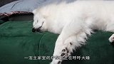 熟睡的狗狗遇到了“大蛇”，狗子的表现太搞笑，网友：这也忒坏了