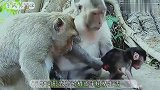 小猴子被钢筋缠绕场面“惊险”,母猴做法简单粗暴,这才是亲妈