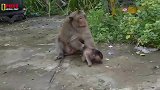 猴王揪住小猴子收拾，小猴子找个机会逃跑了，有趣