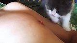 没断奶的猫，有奶便是娘