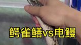鳄雀鳝被电鳗电晕直接一口吞，看来还是不比电鳗厉害！
