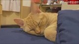 当你突然醒来,发现今天是周末,猫咪的反应也太真实了!