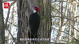 啄木鸟“鸟设崩塌”？看完视频出离愤怒，真不是正经鸟！