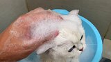 晚晚猫咪你洗澡居然对我wink