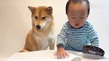 狗狗和宝宝分享小饼干，贴心狗子每次都让着小主人，好有宠爱感