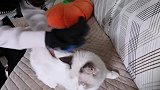 铲屎官作死系列：强行撸猫，下场惨！猫：快停下！我感受到了暴力