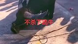 不杀下跪的牛