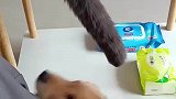狗子无聊时咬了下猫咪的尾巴