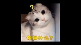 小猫咪能有什么坏心思呢嘻嘻 (ps:我也听说过动物能感知主人生病的事)