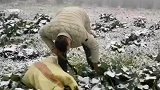 农村雪景，干农活，收菜了