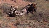 4头雄狮围攻一头雌狮，母狮不堪重辱，真是太残酷了