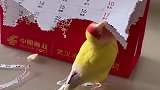 鹦鹉把日历啄成条插在尾巴上，想要变成凤凰，通过努力实现梦想！