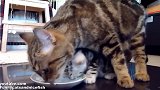 和妈妈在一起吃饭的小奶猫，这小小的一团，好萌啊！