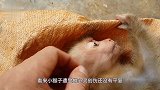 女子给捡来的小猴子洗澡，猴子当场吓出猪叫声，场面太搞笑了！