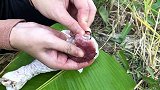 钓鱼：农家大妹子今天在水草边野钓，连竿中鱼不断