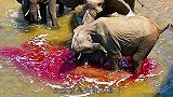 大象洗澡时水面被血染红，以为大象被鳄鱼咬了，结局却出人意料！