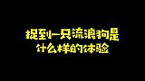 抓到一只流浪狗是什么样的体验！