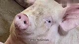 猪：自从我变胖以后，你就嫌弃我了，我不想理你了