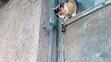 小猫咪飞檐走壁的能力运用的炉火纯青