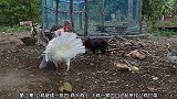 火鸡一家三口只一起对付公鸡，公鸡都没有怕过，干就是了
