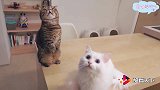 铲屎官失误“坠机”了，小可爱们开始围剿了