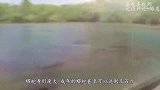 巨蟒一口咬死小牛犊，母牛为子报仇大战蟒蛇，这画面简直太疯狂！