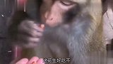 路人给猴子吃花生，接下来一幕路人，扎心了