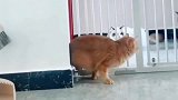 猫咪：有些猫确实是水做的，原来猫和猫是不一样的