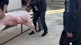 万万没想到，男子不小心被猪过肩摔