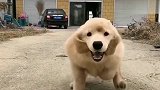 忠犬金毛，一个星期没见主人，主人回来后是什么场面！
