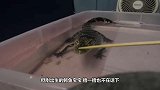 刚出生的熊猫仅140克，全身粉嘟嘟，简直判若两熊