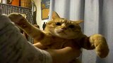 猫咪会打螳螂拳