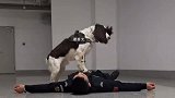 正能量系列之搜救犬做心肺复苏，搞笑却又感动，爱永远存在
