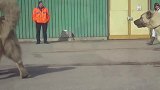 坎高犬毫不畏惧高大的高加索犬