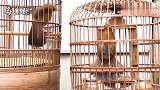 画眉鸟叫声：2只画眉鸟对唱，谁唱得更好？