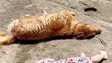 这狗我不要了，说它脑子没毛病，谁信