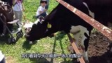 带着斗牛犬来到农场，看到奶牛被关在圈里，做出的动作让人发笑