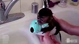 大咖笑料-20161207- 福利！爆笑动物洗澡视频大集锦