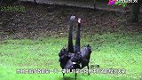 男子把天鹅宝宝放回水里，让人意外的画面出现
