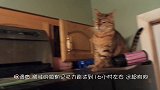 猫咪远远看到小伙伴，悄悄埋伏起来，真是一个成功的恶作剧！