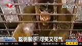 聪明猴子可笑又可气