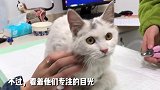 我叫「奔驰」，一只头顶着车标的流浪猫！